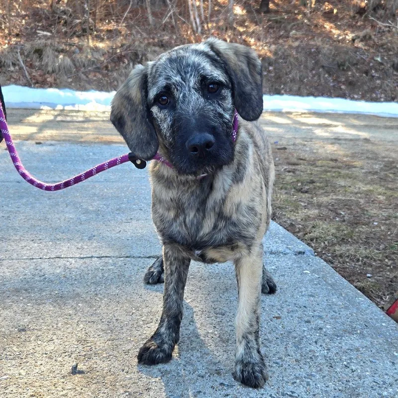 Ct Sterling thumbnail 2