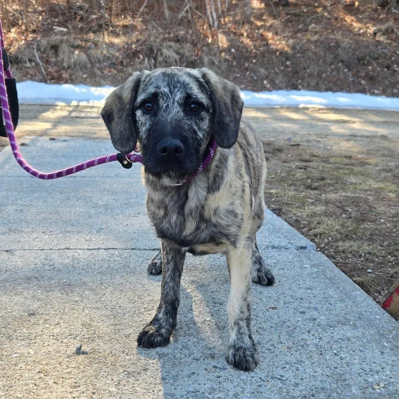 Ct Sterling thumbnail 3