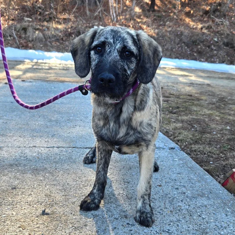 Ct Sterling thumbnail 4