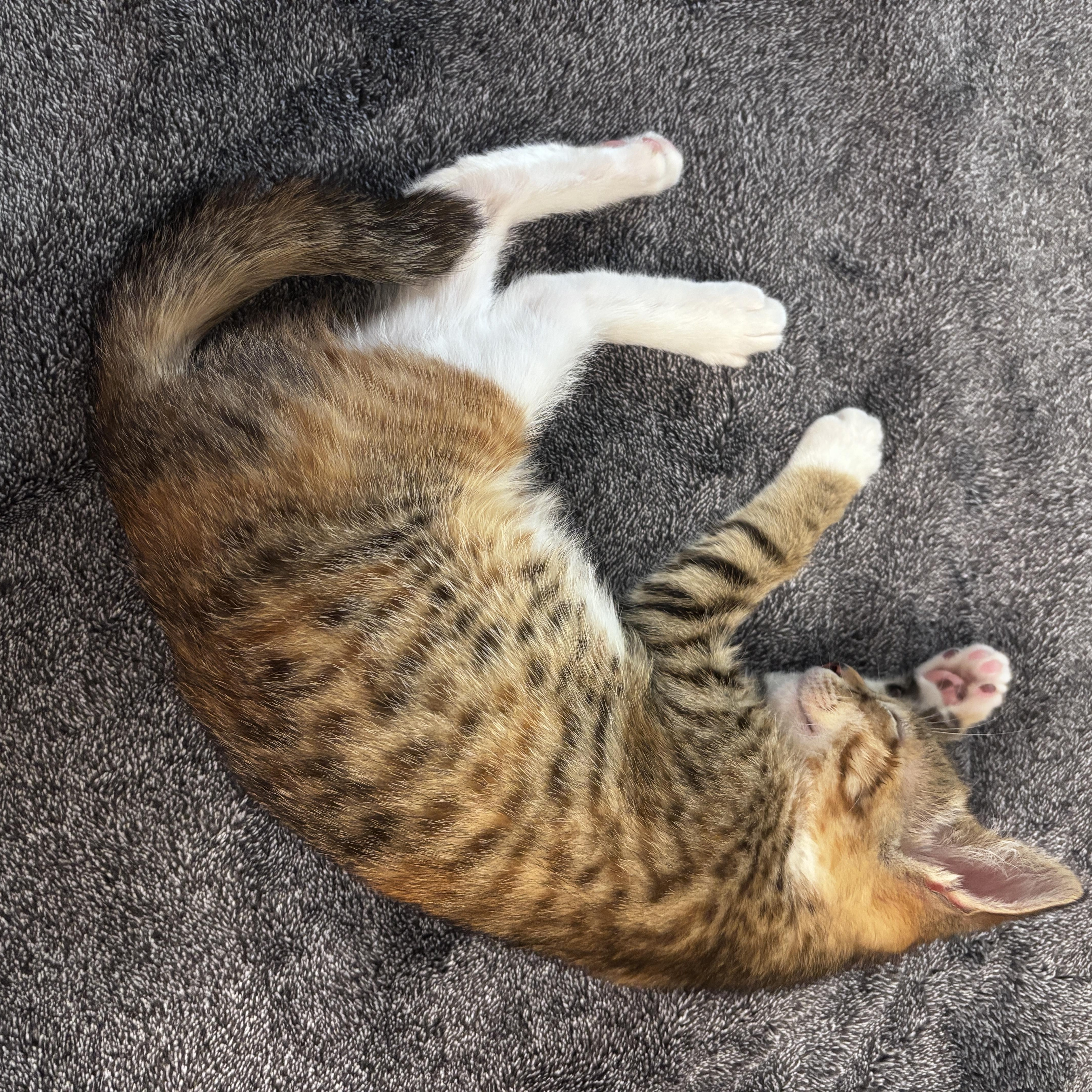 A baby medium-sized female Tabby (Brown / Chocolate) Domestic Short Hair cat named Cinnamon for adoption in Davis, CA