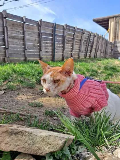 An adult small-sized female Domestic Short Hair cat named Malibu for adoption in Knoxville, TN