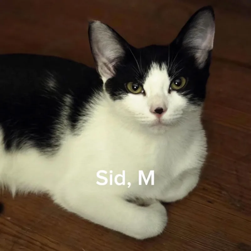 A baby medium-sized male White Domestic Short Hair cat named Sid for adoption in Shrewsbury, MA