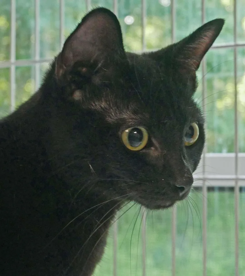 Oliver