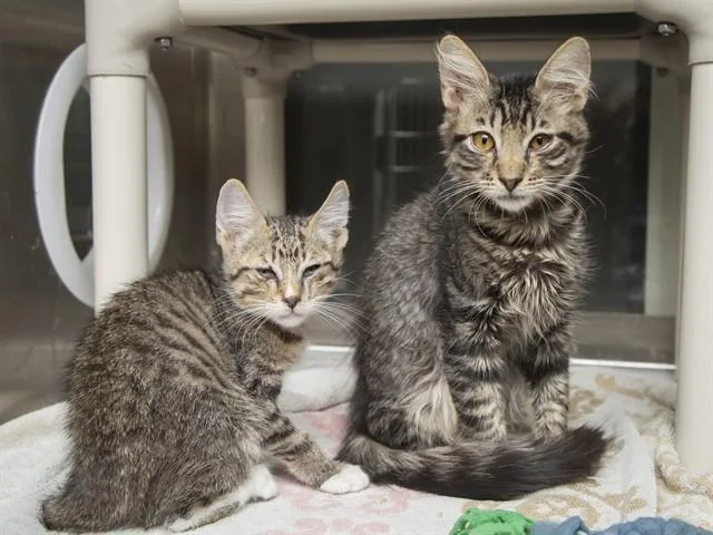 A baby small-sized male Domestic Short Hair cat named Batman for adoption in Phoenix, AZ