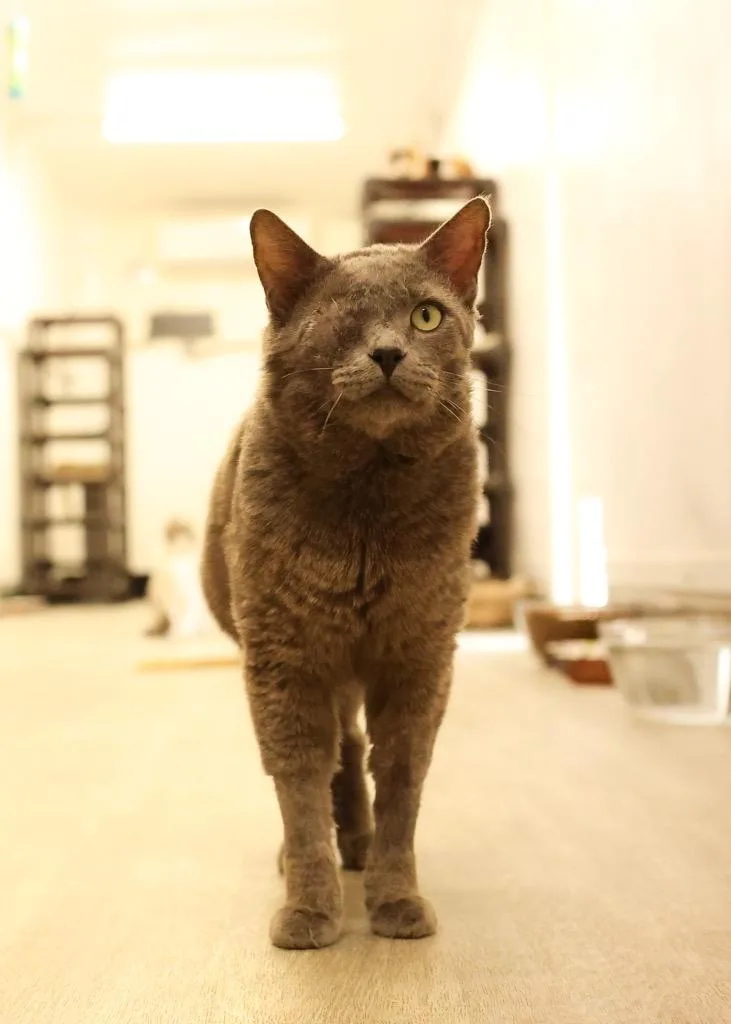 An adult medium-sized male Gray / Blue / Silver Russian Blue cat named Bishop for adoption in Mira Loma, CA