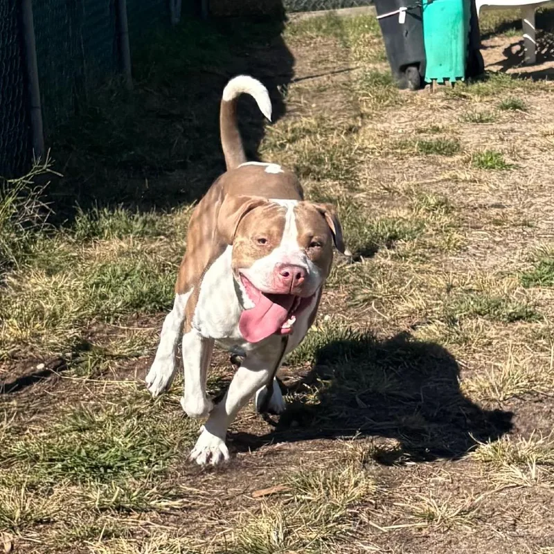 A young medium-sized male White / Cream Pit Bull Terrier dog named Shadow for adoption in Newark, NJ