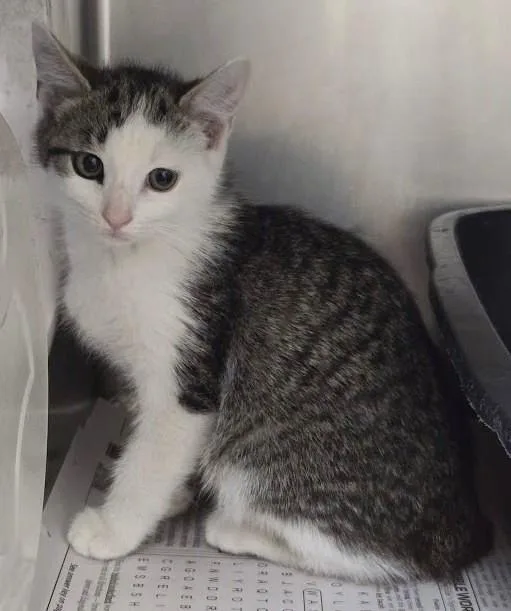 A young small-sized male Domestic Short Hair cat named Luke for adoption in North Myrtle Beach, SC