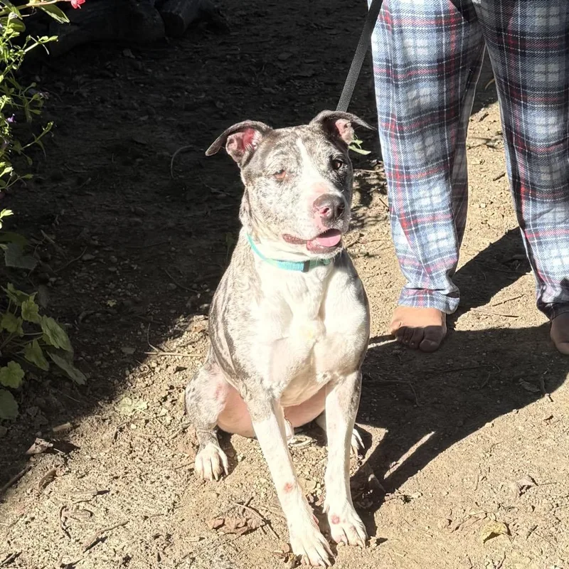 An adult small-sized male Mixed Breed dog named Diego for adoption in Farmersville, OH