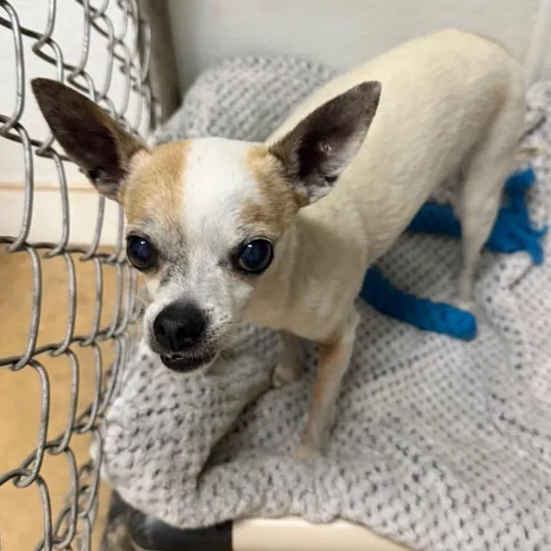 A senior small-sized female White / Cream Chihuahua dog named Ladybug for adoption in Wadena, MN