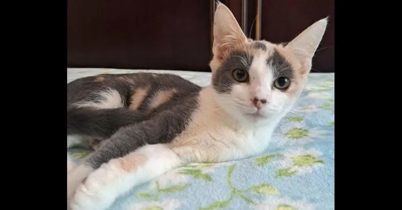 A baby small-sized female Domestic Short Hair cat named Pebbles for adoption in Groveland, MA