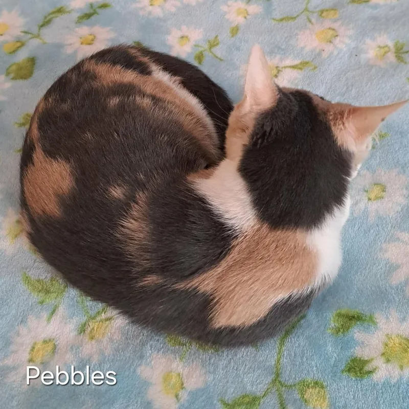 Pebbles thumbnail 2