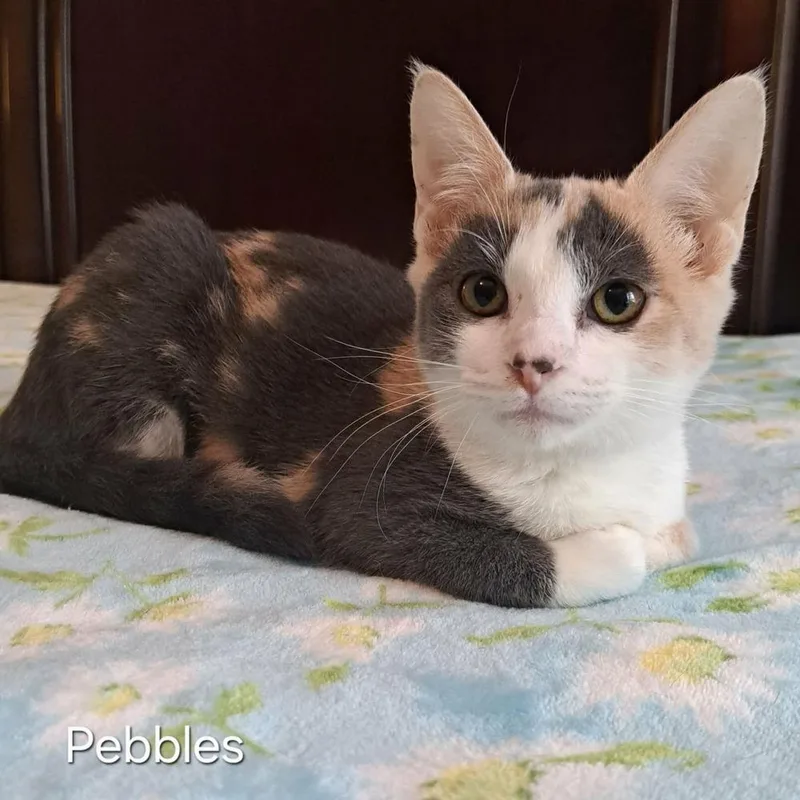 Pebbles thumbnail 3