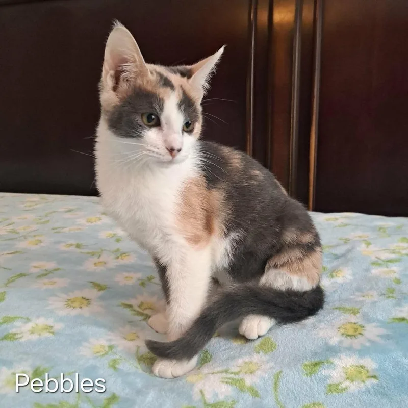 Pebbles thumbnail 4