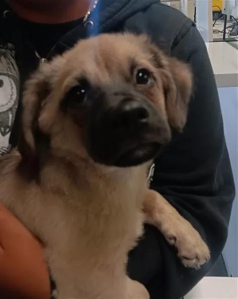 A baby small-sized male Mixed Breed dog named Lotto for adoption in Los Angeles, CA