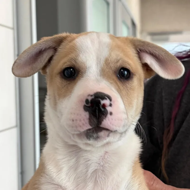 A baby small-sized female Yellow / Tan / Blond / Fawn Mixed Breed dog named Gwen for adoption in Middletown, RI