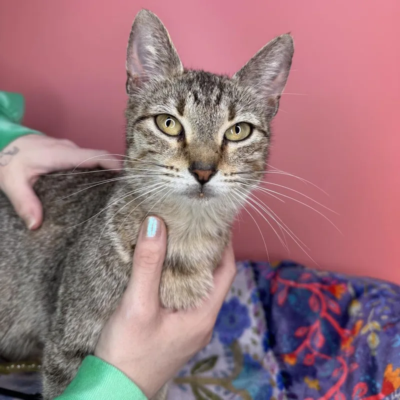 An adult medium-sized female Brown / Chocolate Domestic Short Hair cat named Dolly for adoption in San Antonio, TX
