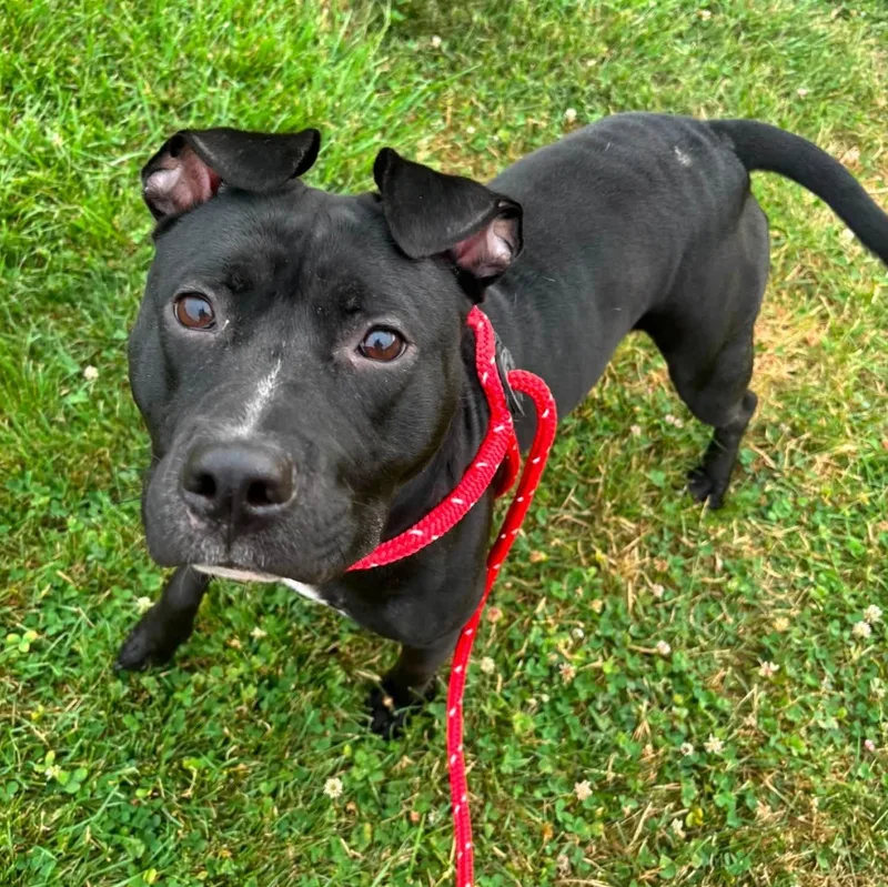 A young medium-sized female Terrier dog named Ursula for adoption in North Syracuse, NY