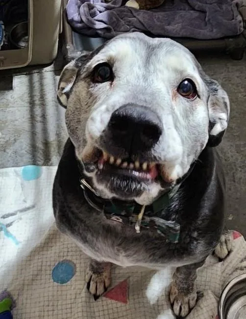 Rosie