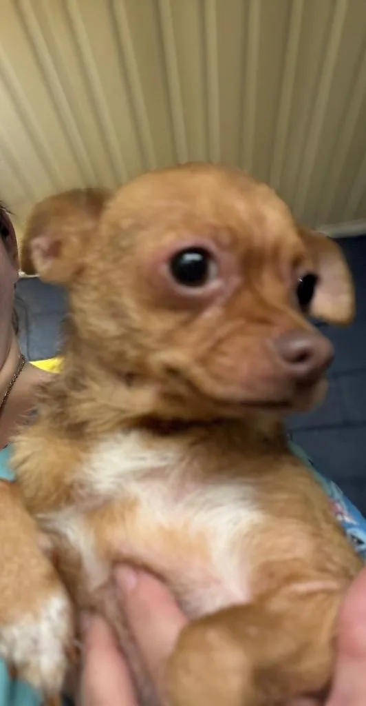 An adult medium-sized female Chihuahua dog named Brianna for adoption in Murray, KY