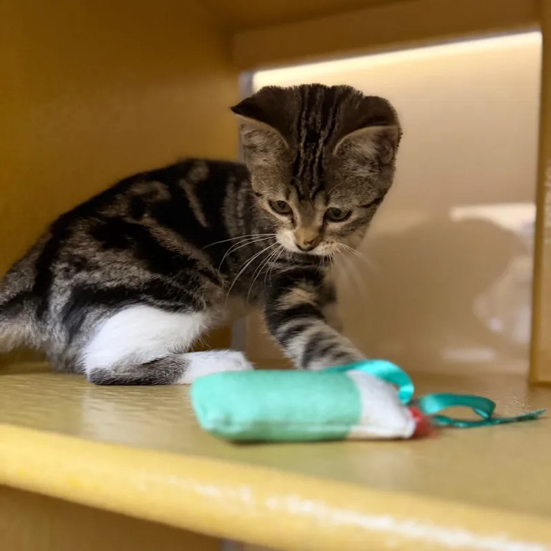 A baby small-sized female Gray / Blue / Silver Domestic Short Hair cat named Ladybug for adoption in Las Vegas, NV