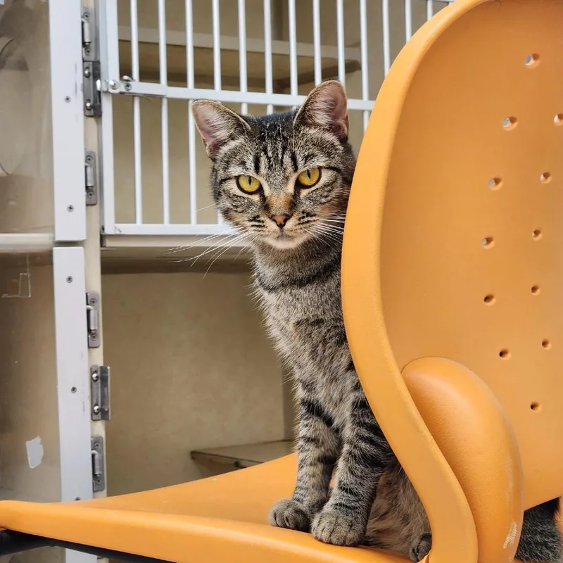 A young small-sized female Brown / Chocolate Domestic Short Hair cat named Daisy for adoption in Colorado Springs, CO