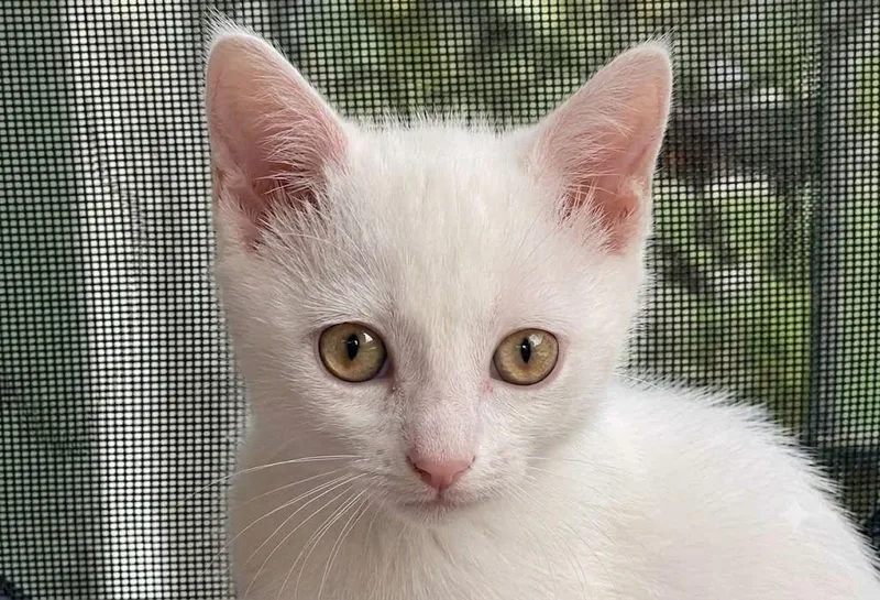A baby small-sized male White Domestic Short Hair cat named Louie for adoption in Austin, TX