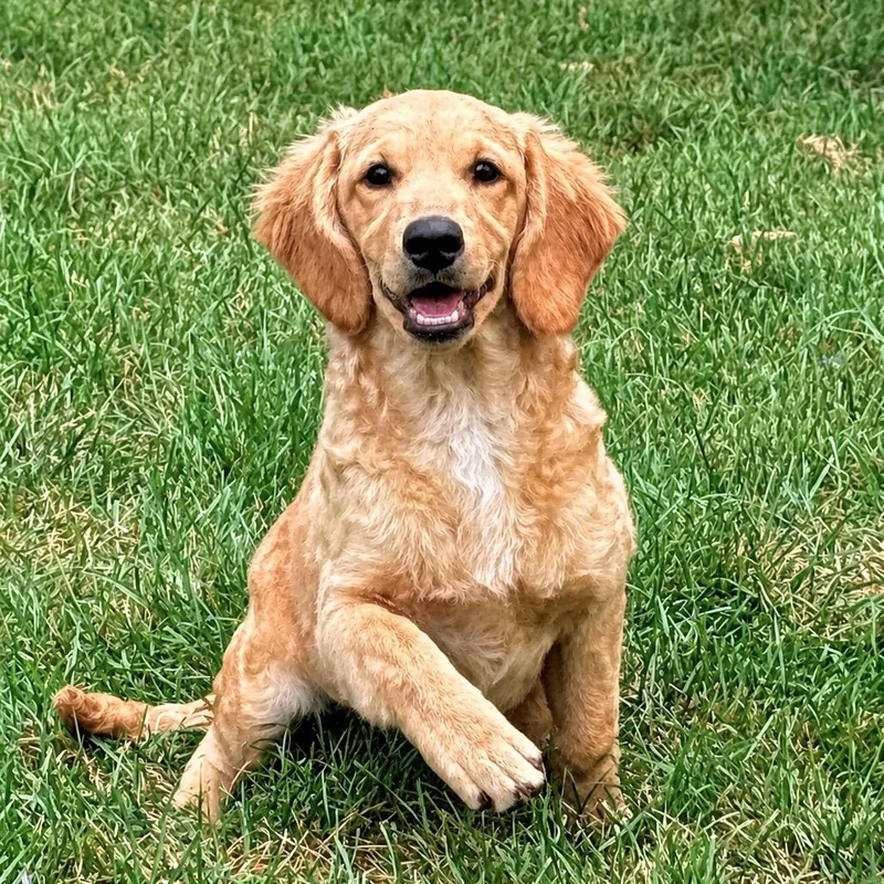 Wally