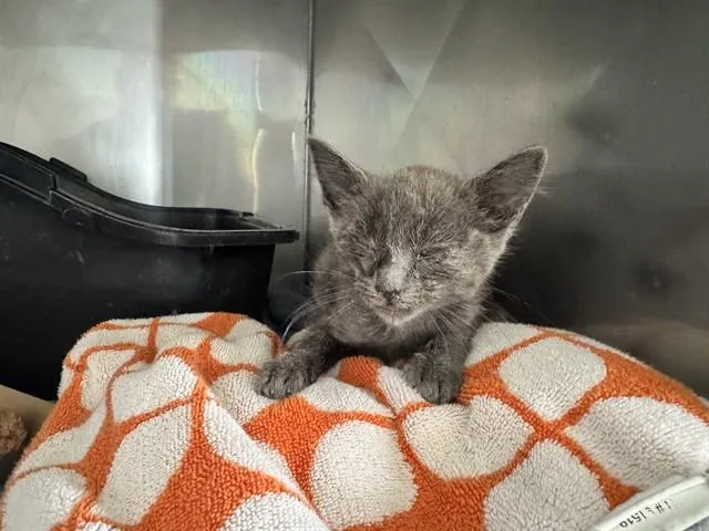 A baby small-sized male Domestic Short Hair cat named Neptune for adoption in Santa Monica, CA
