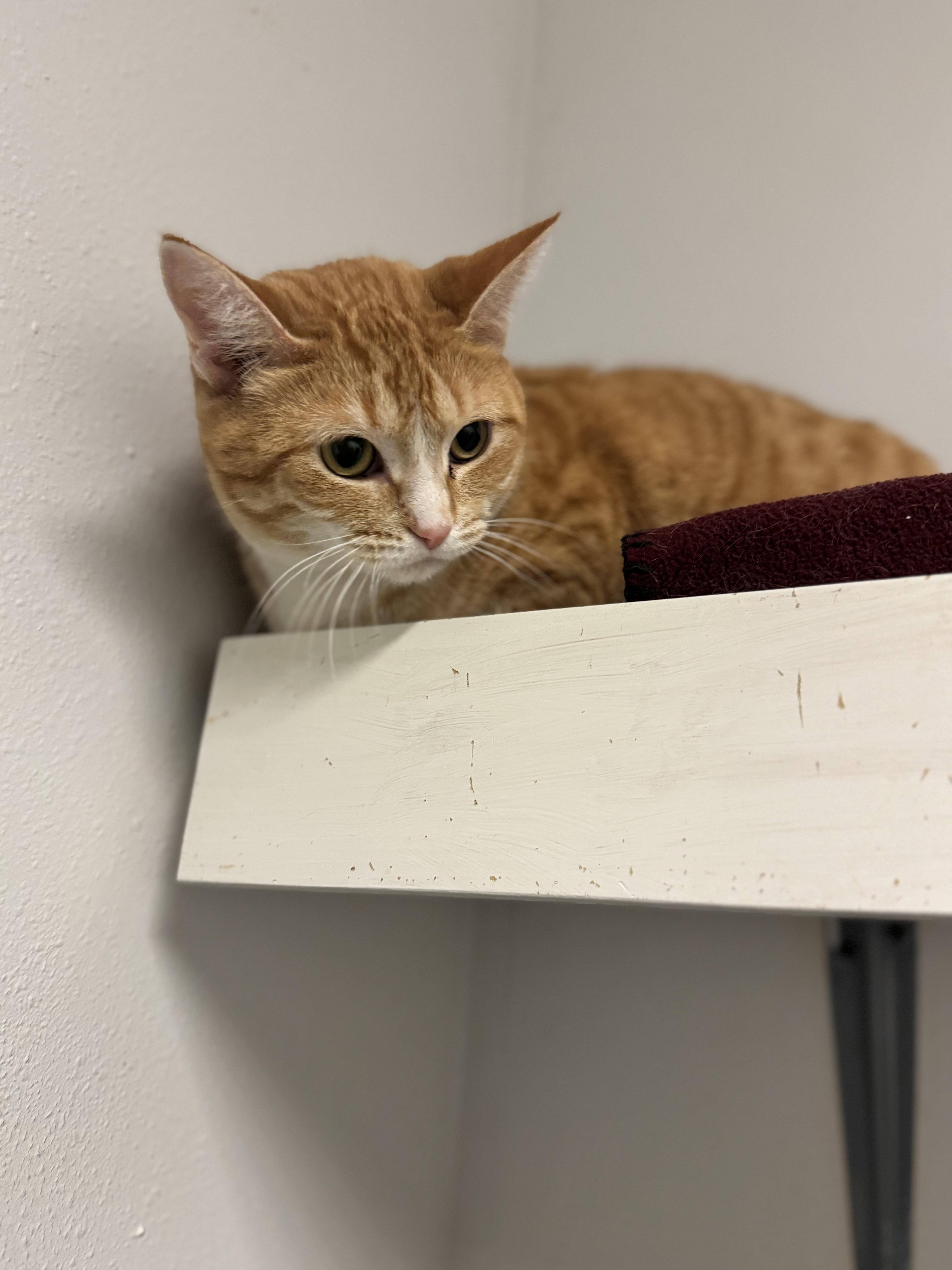 Fish Stick thumbnail 2