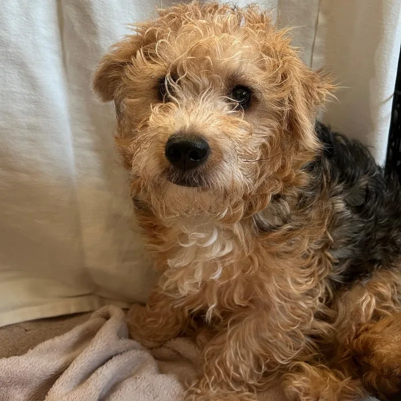 An adult small-sized male Yorkshire Terrier dog named Bert for adoption in Grand Forks, ND