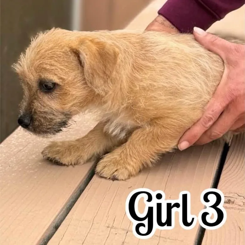 Girl thumbnail 2