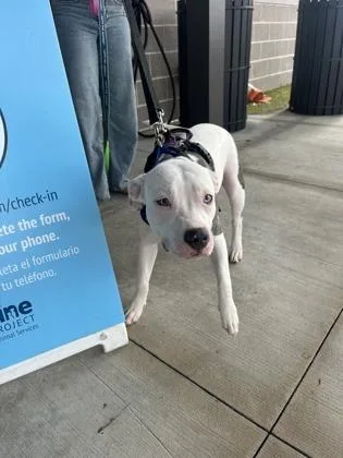 An adult medium-sized male Mixed Breed dog named Shawn The Sheep for adoption in Atlanta, GA
