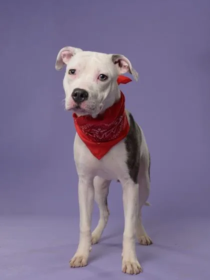 Shawn The Sheep thumbnail 2