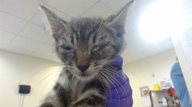 A baby small-sized male Domestic Short Hair cat named Carrot for adoption in Miami, FL