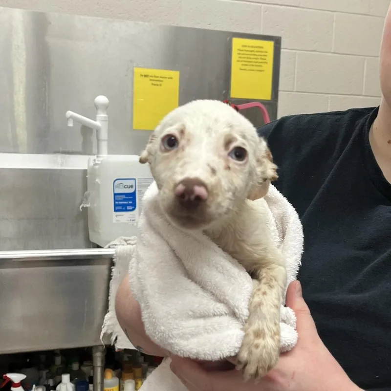 A baby small-sized female White / Cream Mixed Breed dog named Sierra for adoption in Ardmore, OK