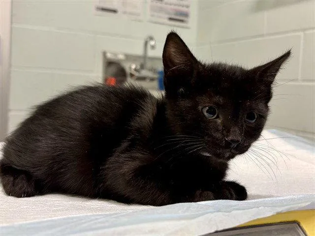 A baby small-sized male Black Domestic Short Hair cat named Tortellini for adoption in Tavares, FL