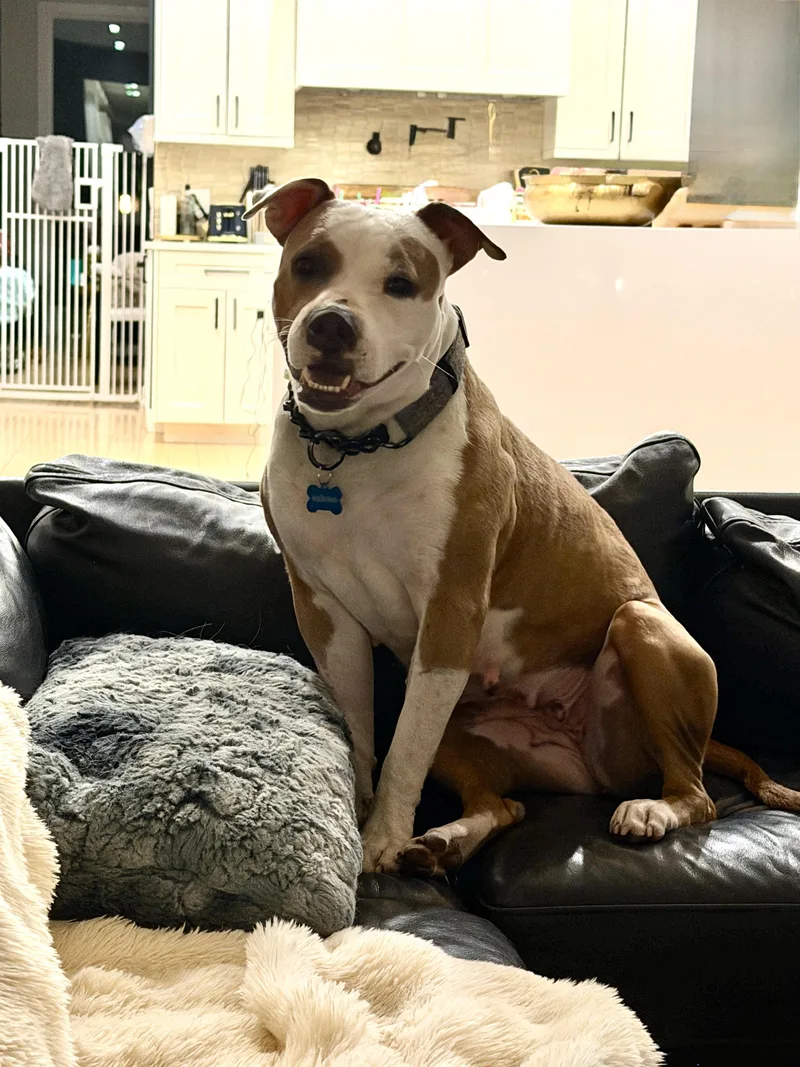 An adult medium-sized female White / Cream Pit Bull Terrier dog named Joy for adoption in Naperville, IL