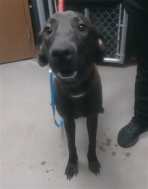 A young large-sized female Labrador Retriever dog named Slurpee for adoption in Phoenix, AZ