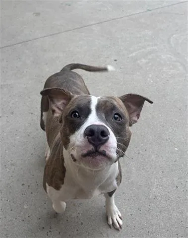 A young medium-sized female Pit Bull Terrier dog named Marinette for adoption in Dayton, OH