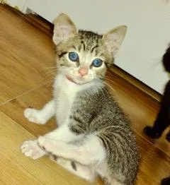 A baby small-sized female Domestic Short Hair cat named Rowdie for adoption in Camarillo, CA