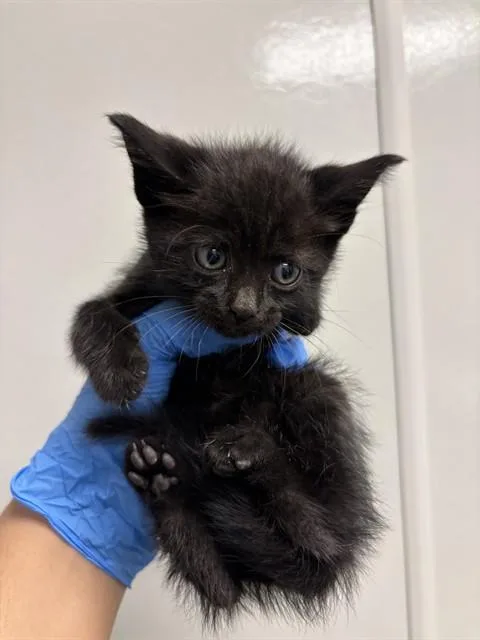 A baby small-sized female Domestic Short Hair cat named Miney for adoption in Ontario, CA