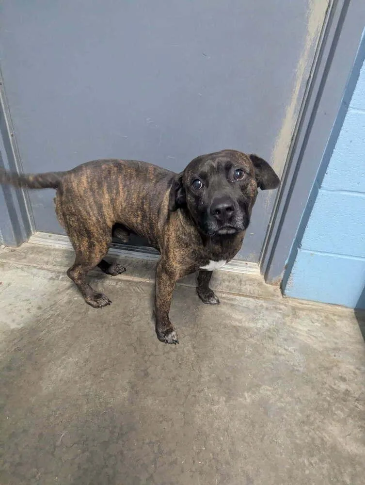 An adult medium-sized male Brindle Terrier dog named Scrappy Doo for adoption in Evansville, IN