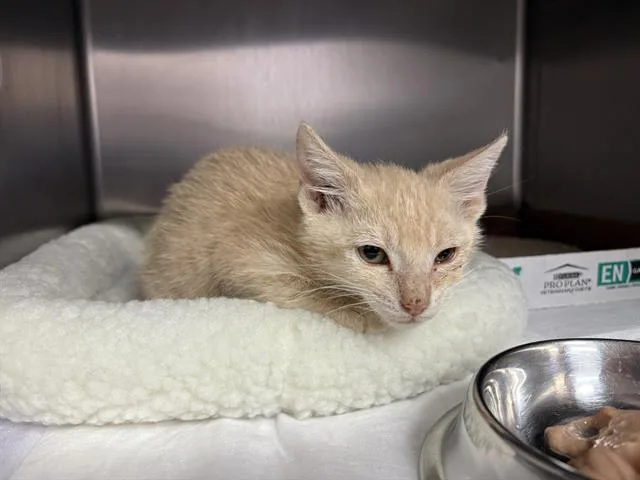 A baby small-sized male Domestic Short Hair cat named Wibble for adoption in Fairfield, CA