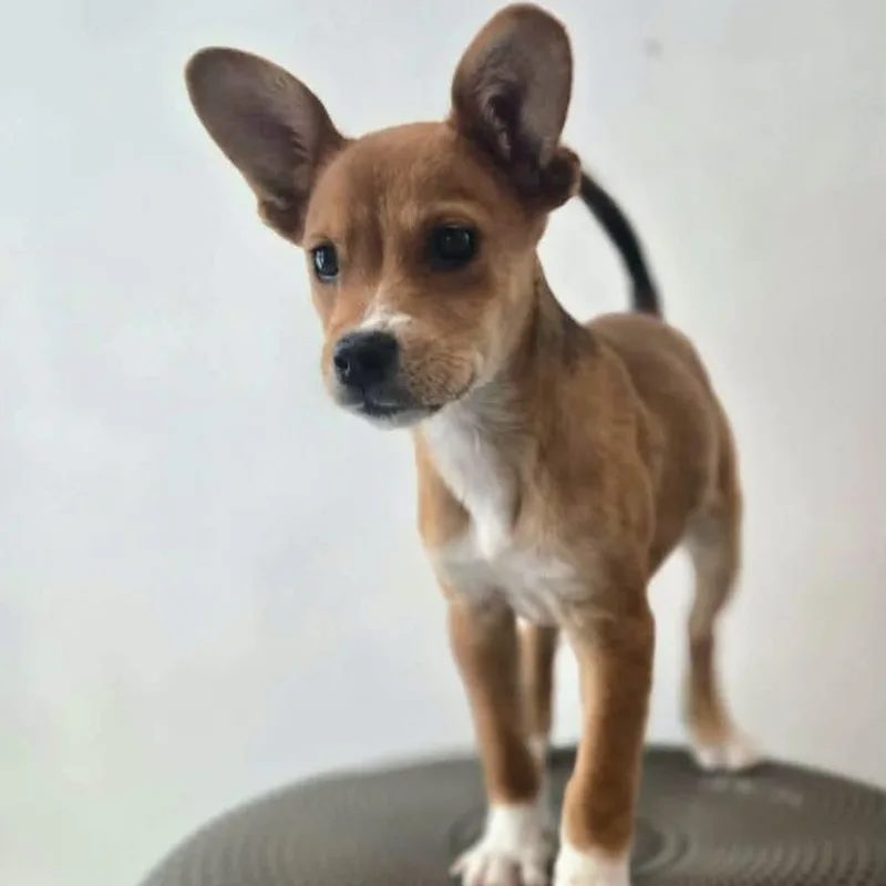 A baby medium-sized male Red / Chestnut / Orange Pomeranian dog named Tod for adoption in ISABELA, PR