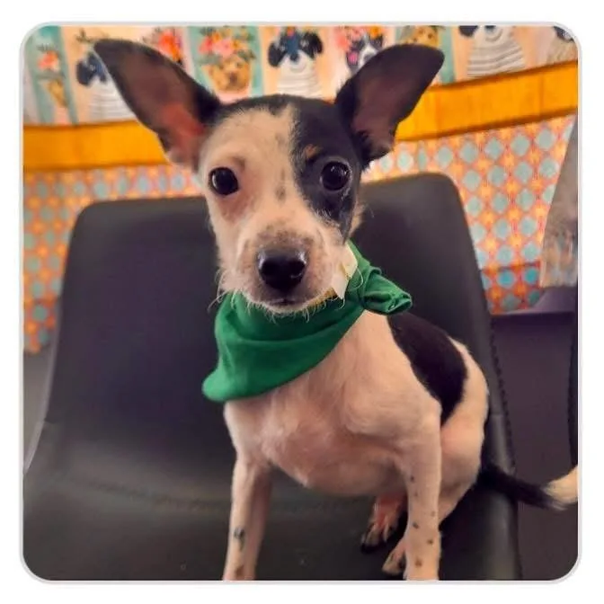 A young small-sized male Chihuahua dog named Cal for adoption in Groveland, MA