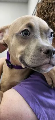 A young small-sized female American Staffordshire Terrier dog named Hershey for adoption in Scotia, NY