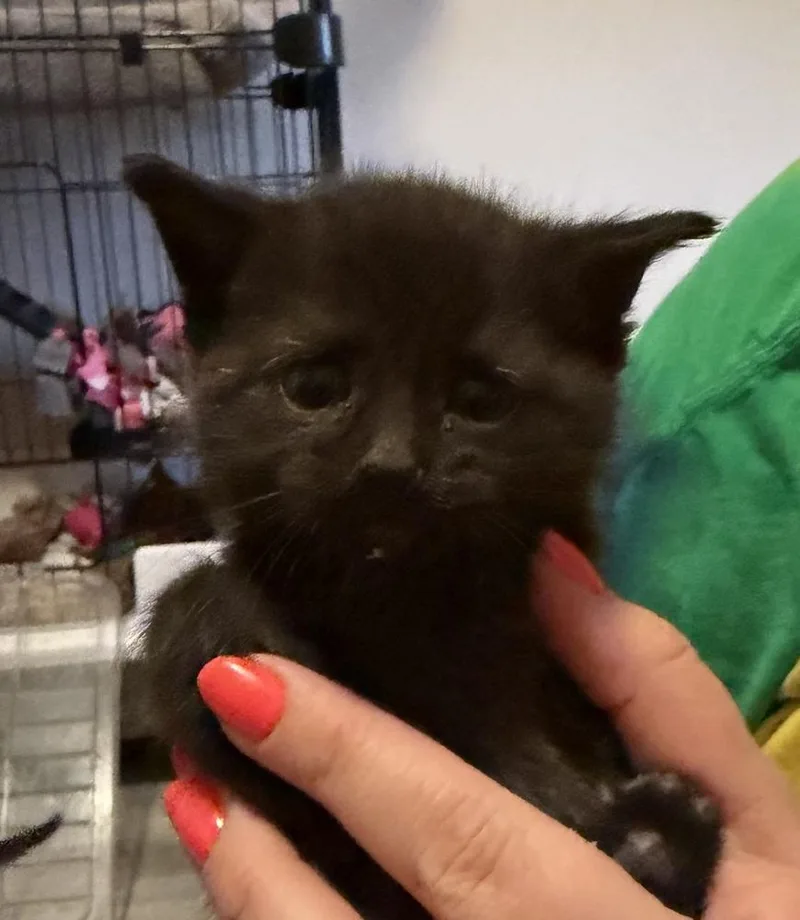 A baby small-sized female Black Domestic Short Hair cat named Strawberry Jam for adoption in Poplar Grove, IL