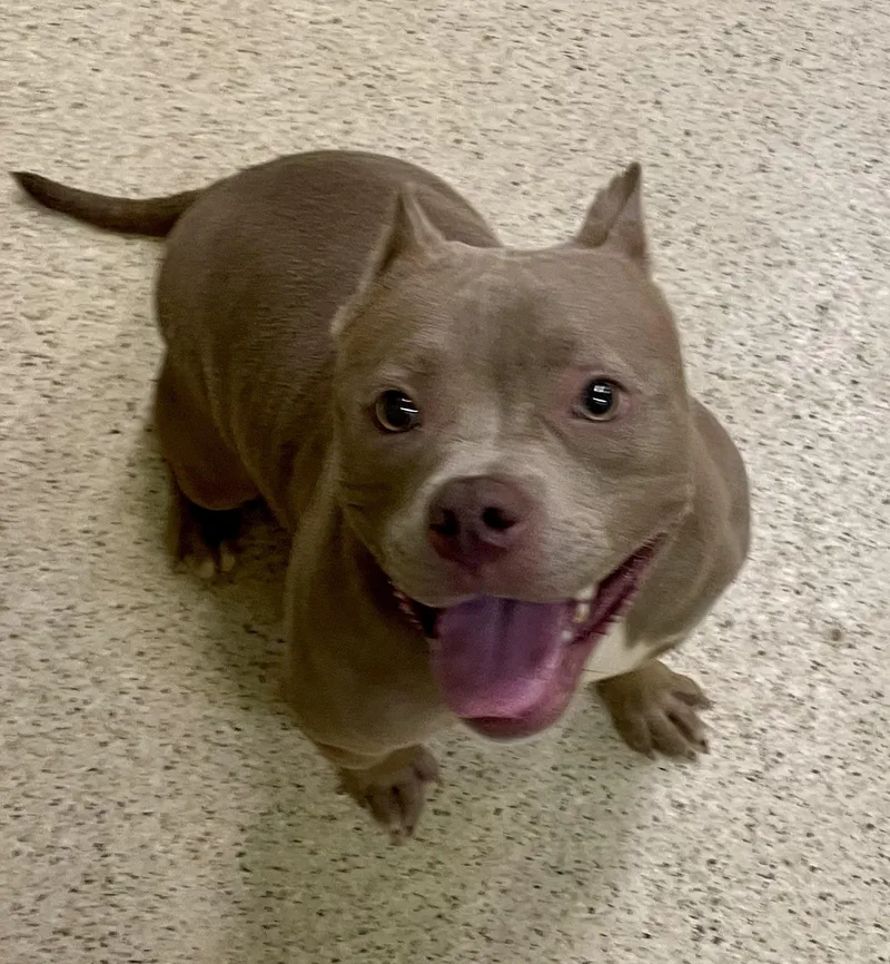 A young medium-sized female American Bully dog named Kelly for adoption in Muncie, IN