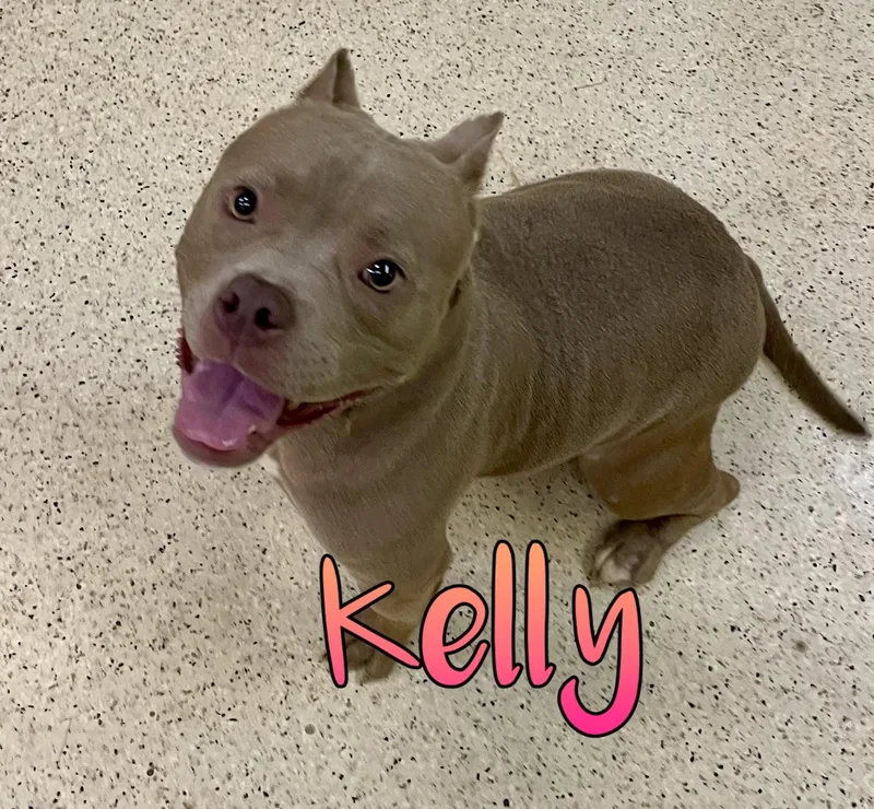 Kelly thumbnail 5