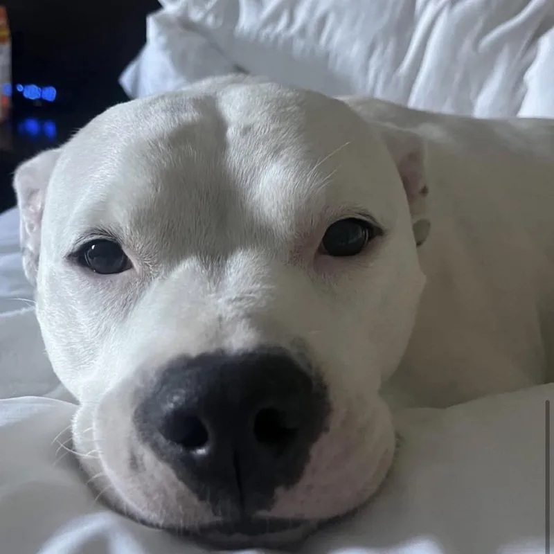 Casterly thumbnail 2